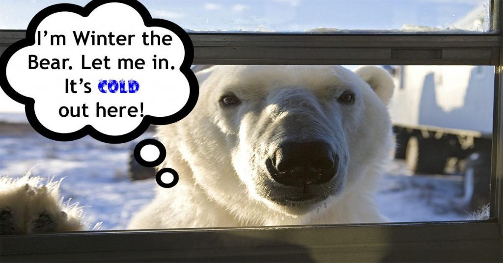 winter-the-bear
